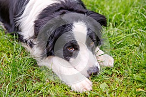 Outdoor portrait of cute smiling puppy border collie lying down on grass park background. Little dog with funny face in sunny