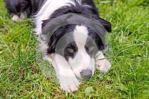 Outdoor portrait of cute smiling puppy border collie lying down on grass park background. Little dog with funny face in sunny