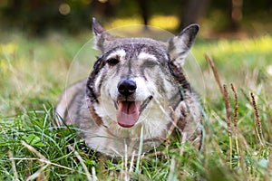 Outdoor portrait of a happy old dog with gray fur