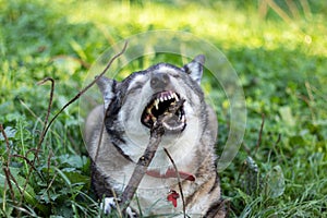 Outdoor portrait of a happy old dog lying in green grass and gnawing wooden stick.