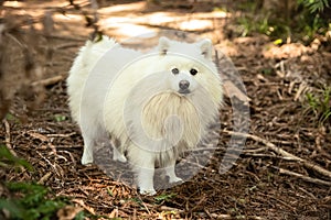 outdoor portrait of happy white fluffy dog on natural background