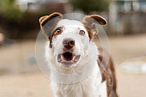 Outdoor portrait head shot of border collie dog, focus on eyes