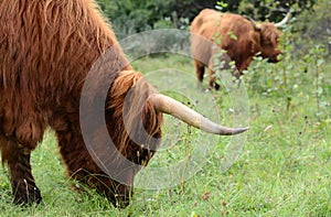 Outdoor portrait of highlands cattle