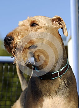 Outdoor portrait king of terriers the Airedale Terrier dog