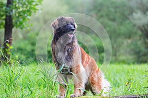 Outdoor portrait of a Leonberger dog photo