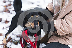 Outdoor portrait of a medium small shelter dog with black and brown coat. Unrecognizable person holding red leash next