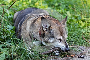 Outdoor portrait of a old gray dog lying in green grass and gnawing wooden stick