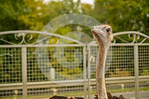 Outdoor portrait of an ostrich