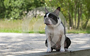 Outdoor portrait of a purebred Boston Terrier puppy on a park. sats on a bench