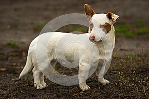 Outdoor portrait of stocky short-legged brave dog