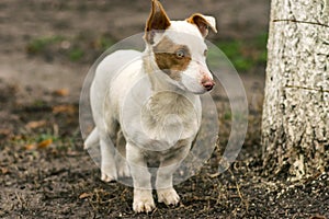 Stocky short-legged brave dog guarding its territory