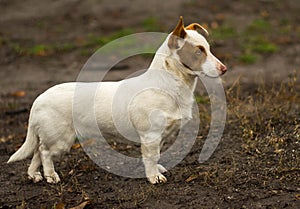 Outdoor portrait of stocky short-legged dog