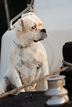Outdoor portrait of white boxer female dog sitting in the yacht at sunset