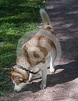 Outdoor portrait of a white and brown Siberian husky dog sniffing the ground, looking for something, tracking or hunting