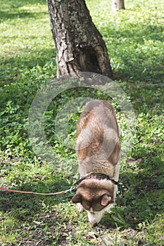 Outdoor portrait of a white and brown Siberian husky dog sniffing the ground, looking for something, tracking or hunting