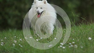 outdoor portrait of white dog on natural background, happy healthy japanese spitz puppy on a walk