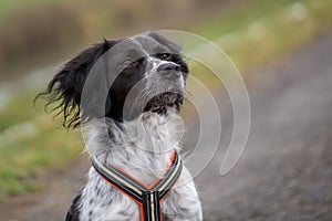 Outdoor portrait of a young black and white brittany spaniel