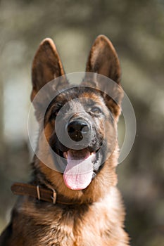 Outdoor portrait of young german shepherd dog