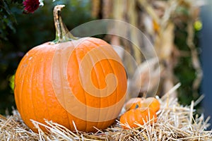 Outdoor Pumpkin Display