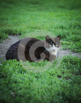 outdoor pussies relax on the grass