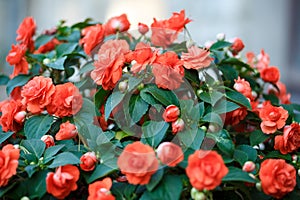 Outdoor red begonia flower in the pot