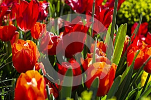 Outdoor red tulip flowers blooming in the sunshine