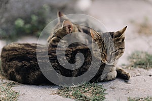 Outdoor resting cats