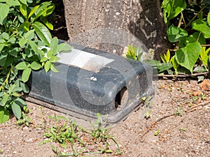 Outdoor rodent baiting station on the tree photo