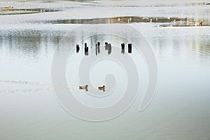 Outdoor scenery in a public park in Bucharest.Beautiful scenery on a cold day after a snowy day.Landscape photography. Ducks in th