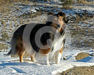 Outdoor Sheltie