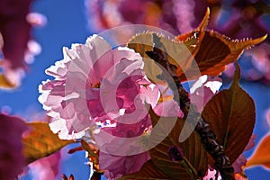 Esterno pieno bellissimo ciliegia fiori loro cancellare rosa toni 