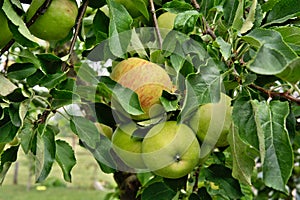 Outdoor shot of immature green apples on tree