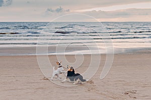 Outdoor shot of two dogs have struggle on sandy beach near sea during summer day. Horizontal view. Animals and nature concept