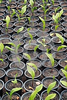 Outdoor Siam Tulip seedlings in pots cultivated in the park.