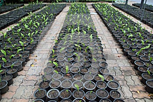 Outdoor Siam Tulip seedlings in pots cultivated in the park.
