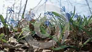 Outdoor spring woodland. Snowdrops scilla on the wind