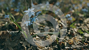 Outdoor spring woodland. Snowdrops scilla on the wind