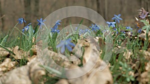 Outdoor spring woodland. Snowdrops scilla on the wind
