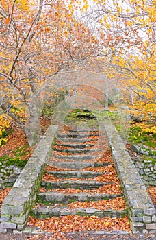 outdoor stairs in the forest during a fall day. The trees have a few yellow leaves at the branches but there are many brown and