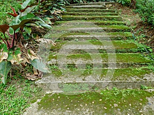 An outdoor stairway is coverd in soft green moss