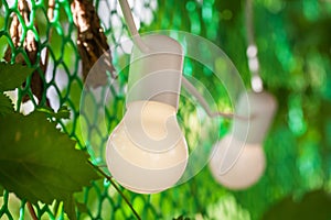 Outdoor string lights hanging on