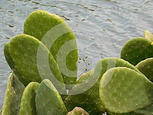 Outdoor thorny plants