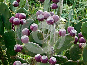 Outdoor thorny plants