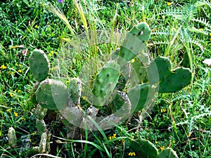 Outdoor thorny plants