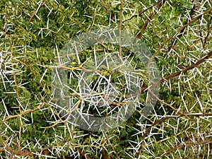 Outdoor thorny plants