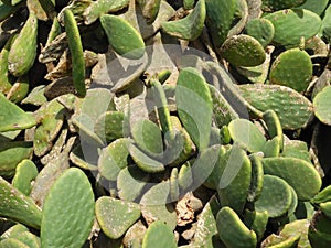 Outdoor thorny plants