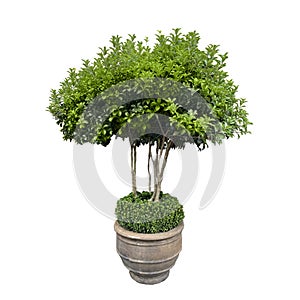Outdoor topiary tree isolated on white background