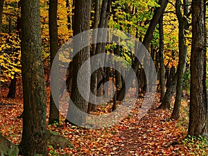 Outdoor Traking - Forest Path - Fall Scene