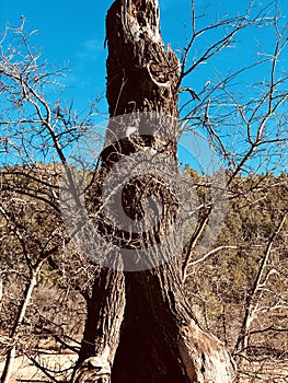 Outdoor tree blue sky