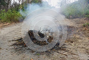 outdoor tree branch fire burning